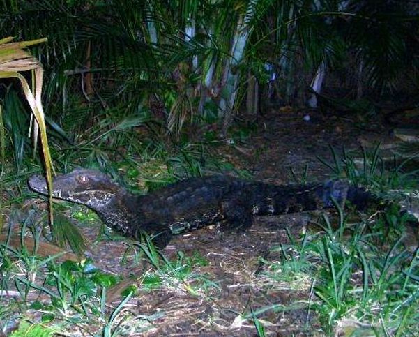 Schneider's Smooth-Fronted Caiman