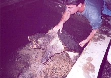 Adult Alligator Snapper