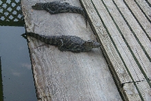 (Caiman latirostris)