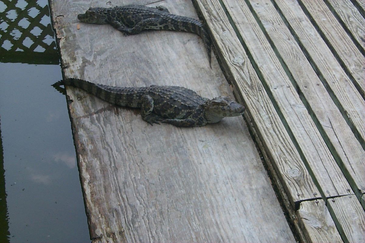 (Caiman latirostris)