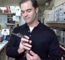Hatchling (Tomistoma schlegelii)