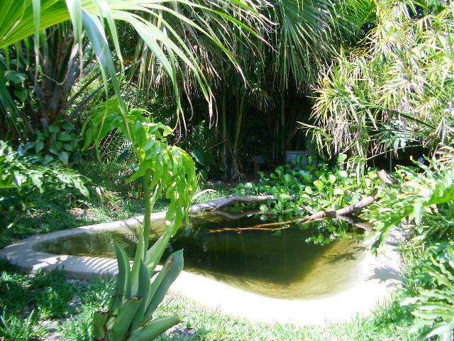 Dwarf Caiman Enclosure