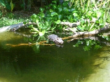 Dwarf Sunning