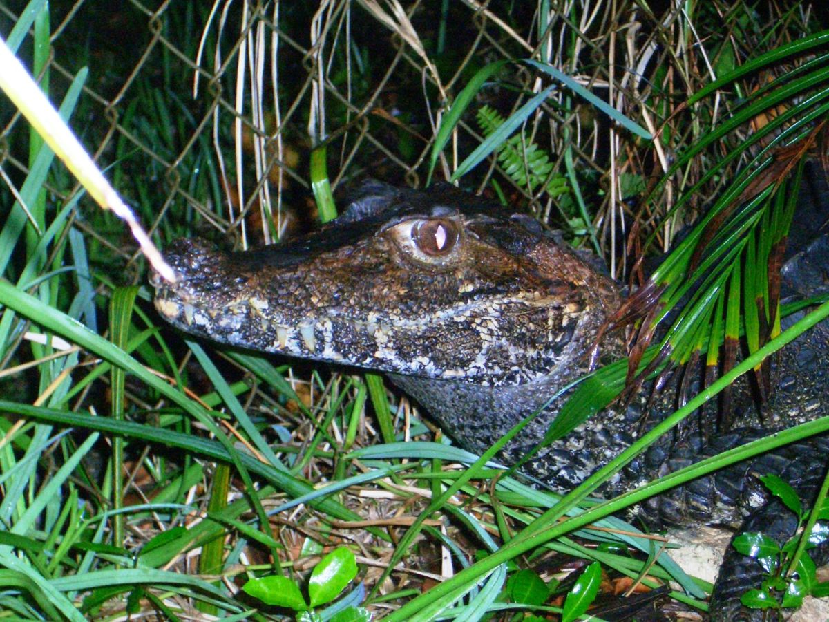 Adult, male (Paleosuchus trigonatus)
