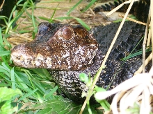 Adult Female (Palesuchus palpebrosus)