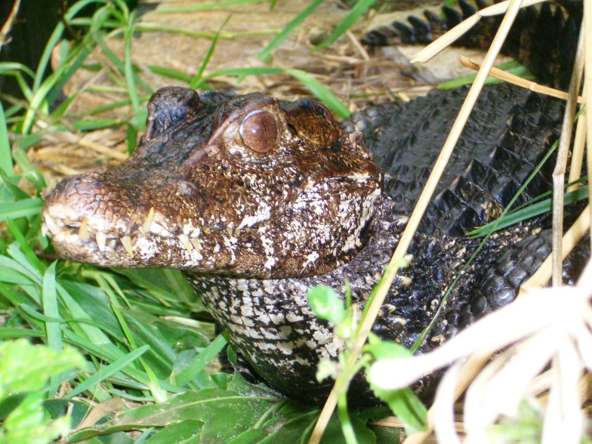 Adult Female (Palesuchus palpebrosus)