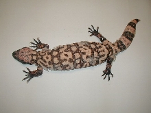 Female Banded Gila (Heloderma s. cinctum)