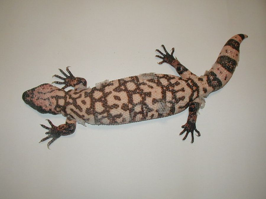 Female Banded Gila (Heloderma s. cinctum)