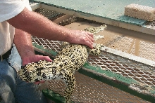 Funky Tailed Nile