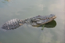 Geriatric Gator