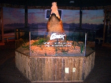 Gomek Preserved (St. Augustine Alligator Farm)