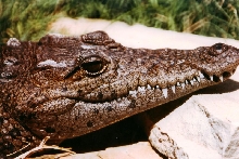Niloticus x Rhombifer