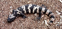 Adult Male Banded Gila Monster (Heloderma s. cinctum)