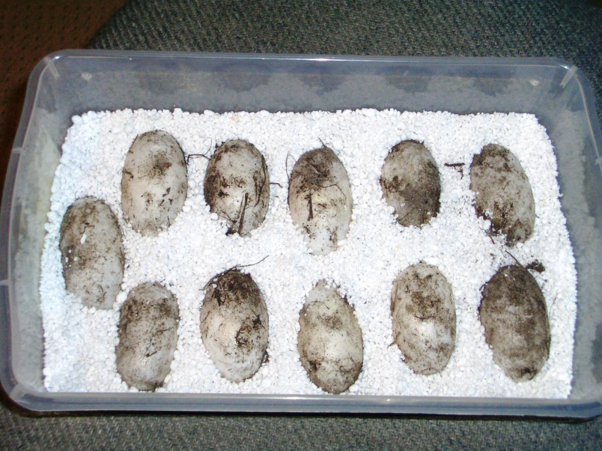 (Paleosuchus palpebrosus) eggs