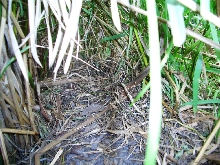 (Paleosuchus palpebrosus) Nest