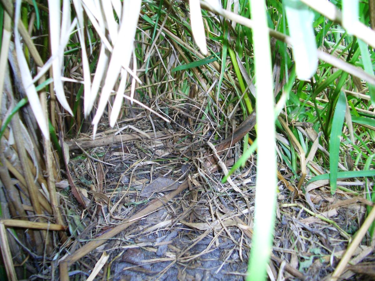 (Paleosuchus palpebrosus) Nest