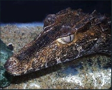 Head shot of Adult, male (Palesuchus trigonatus)