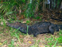 Adult (Paleosuchus trigonatus)