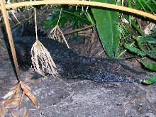 Adult (Paleosuchus trigonatus)