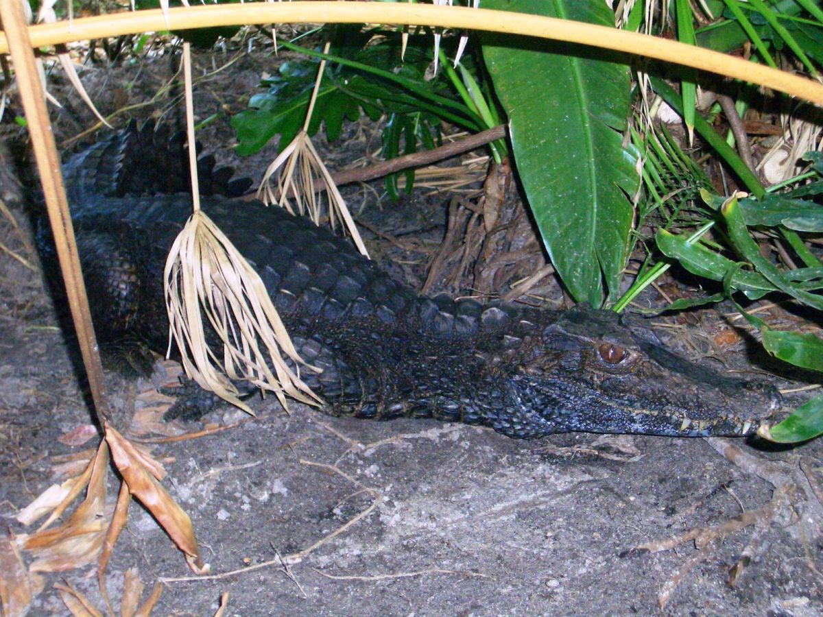 Adult (Paleosuchus trigonatus)