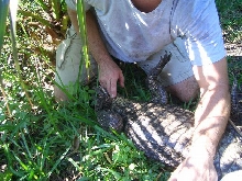 Determining Sex of adult (Paleosuchus trigonatus)