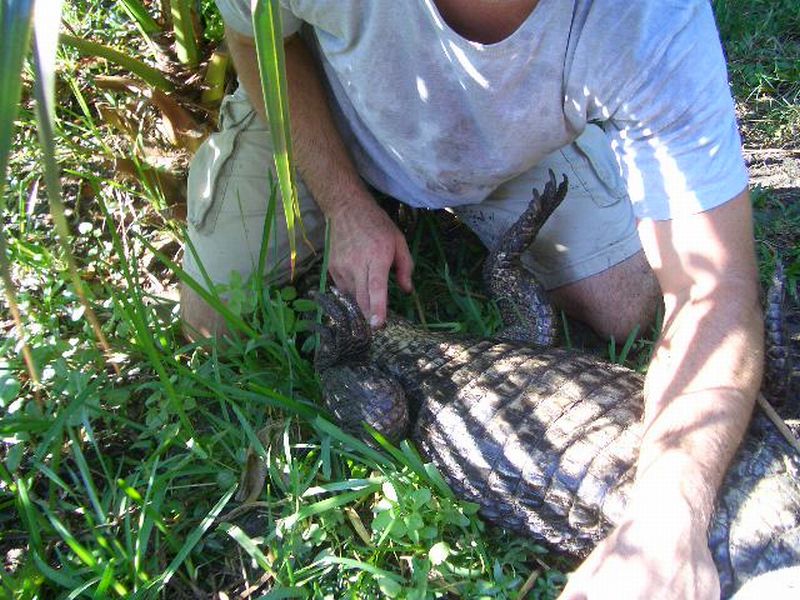 Determining Sex of adult (Paleosuchus trigonatus)