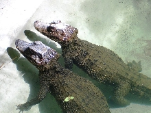 Female Cuvier's Dwarf Caiman