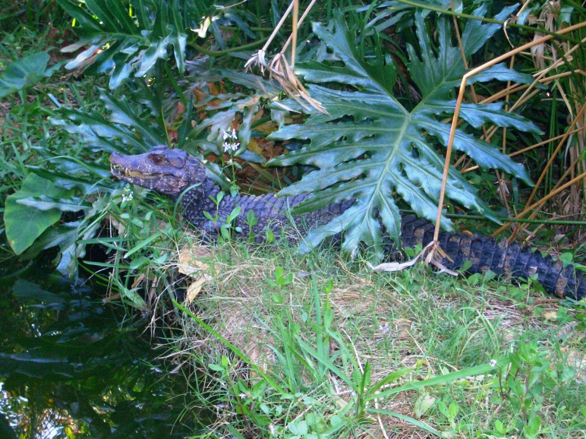 Adult Female (Paleosuchus palpebrosus)