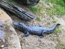 (Caiman yacare)