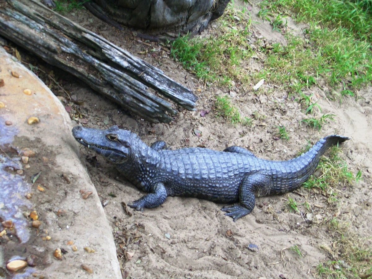 (Caiman yacare)