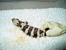 Banded Gila Hatching