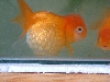 goldfish