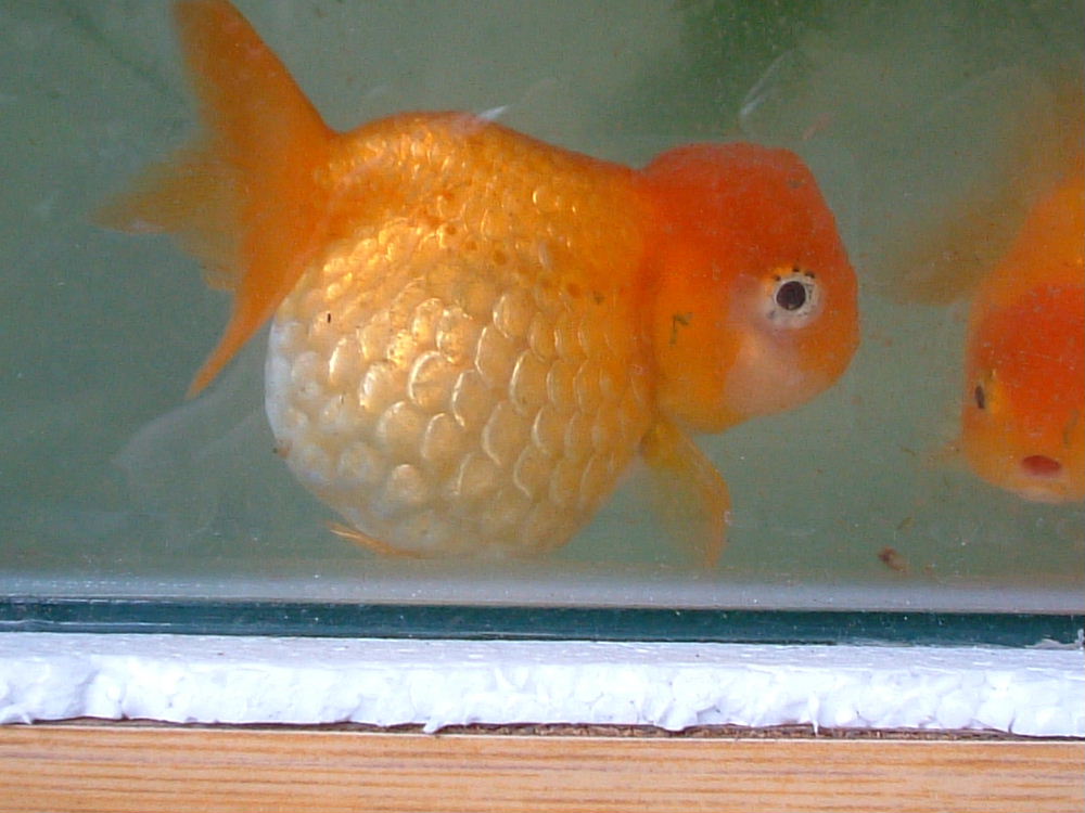 goldfish