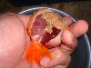 dead fish1