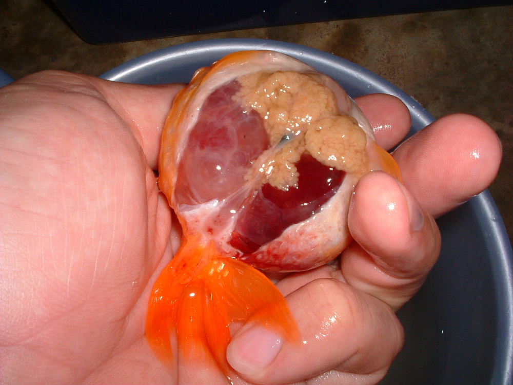 dead fish1