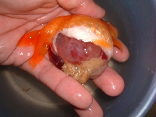 dead fish2