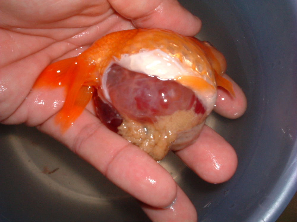 dead fish2