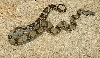 Het Albino Redtail Male Poss Het Stripe