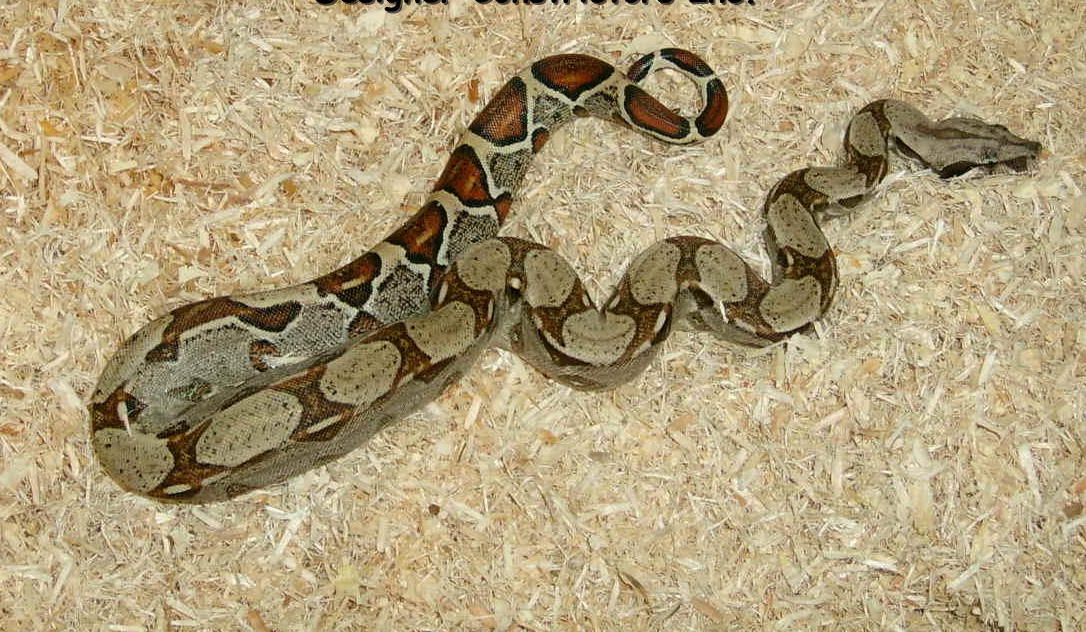 Het Albino Redtail Male Poss Het Stripe