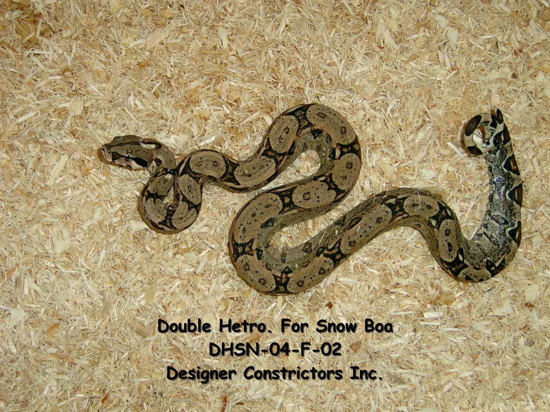 D/H Snow Boa Female