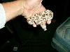 D/H Snow Boa Male