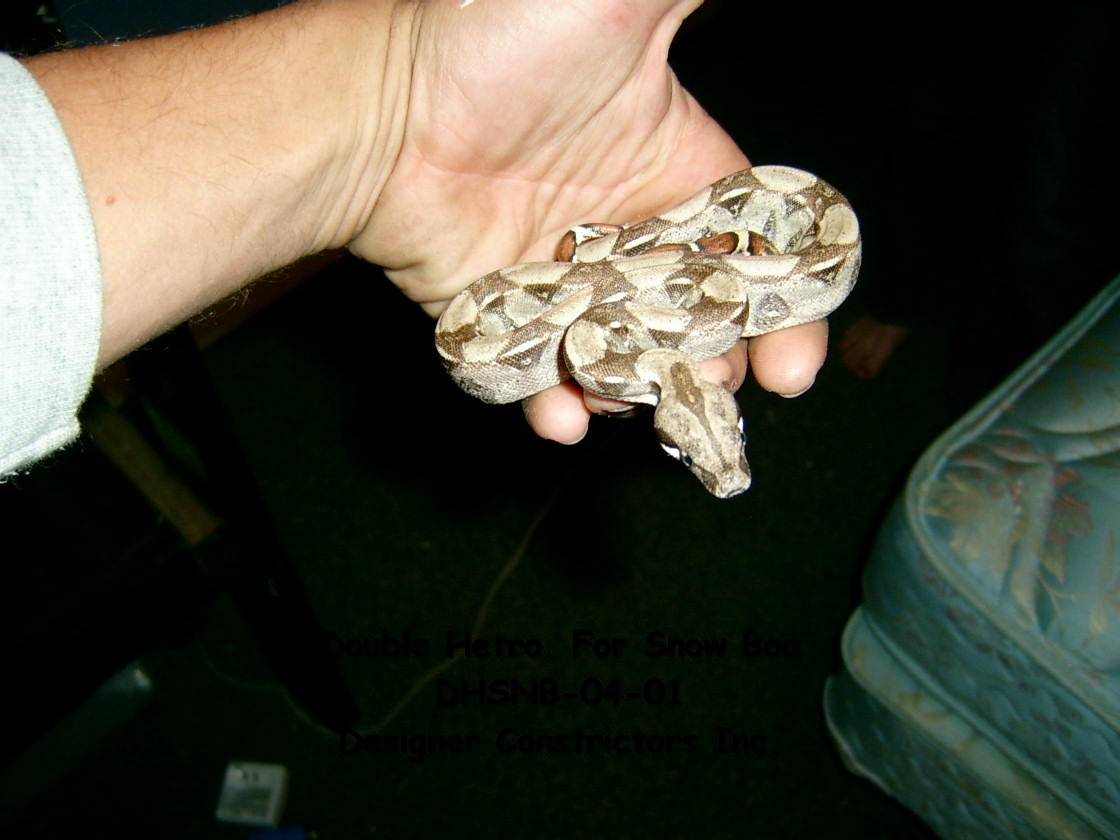 D/H Snow Boa Male