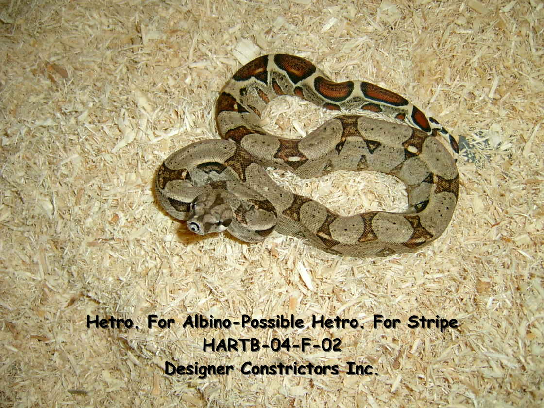 Hetro For Albino Redtail Female Poss het stripe