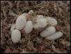 EGGS