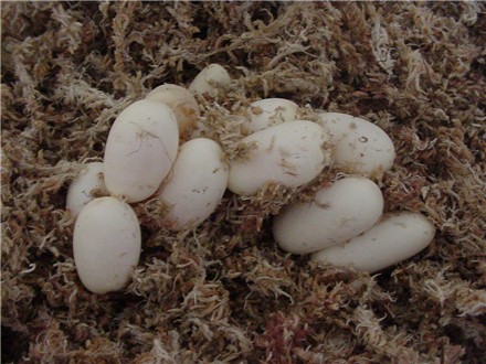 EGGS
