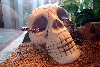 Skull kid