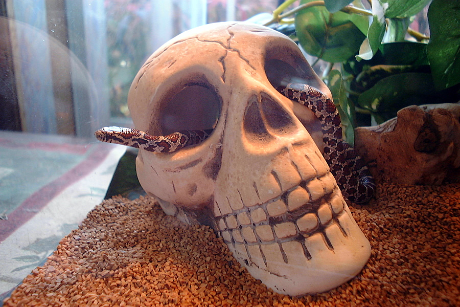 Skull kid
