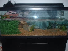 75 gallon caimen tank