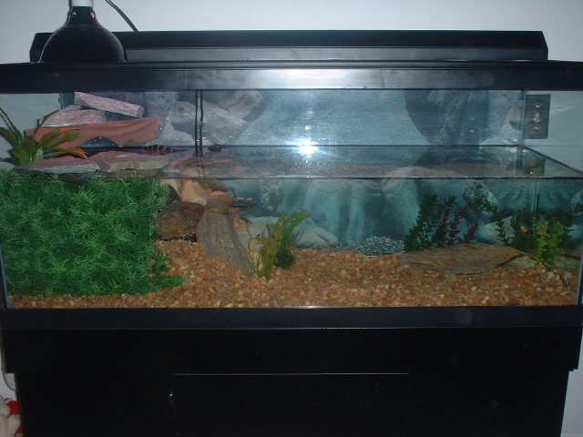 75 gallon caimen tank