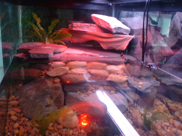 75 gallon enclosure